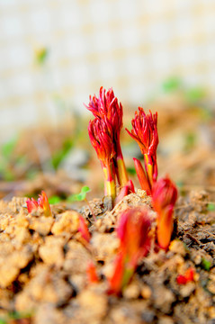 春天 破土而出 生機(jī) 新芽