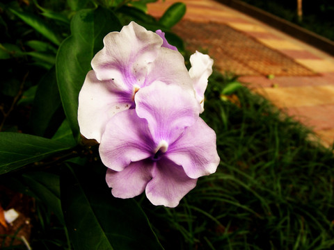 鮮花