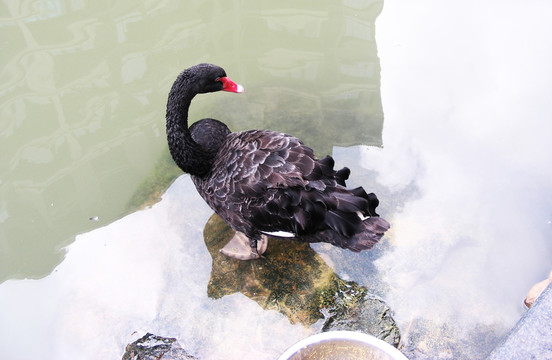 黑鵝