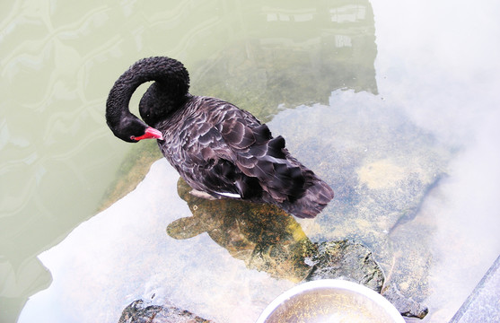 黑鵝
