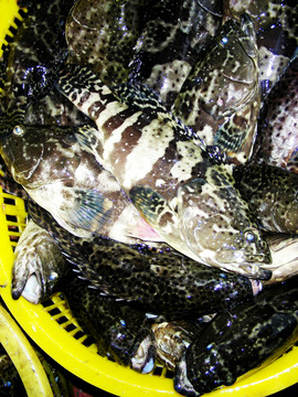 石斑魚