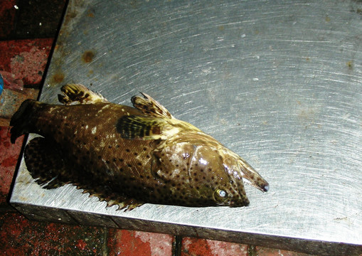 石斑魚(yú)