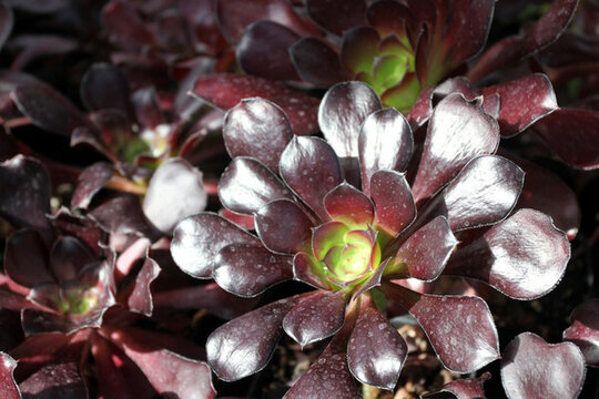 多肉植物 肉肉 花卉 沙漠植物