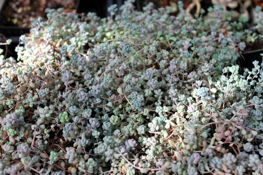 多肉植物 肉肉 花卉 沙漠植物