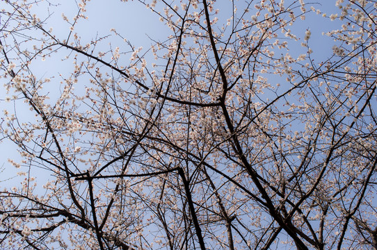 仰視梅花樹枝