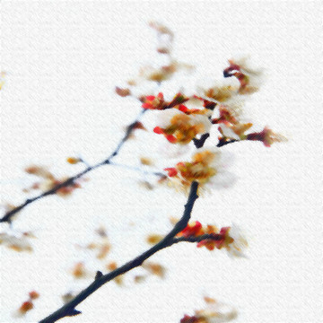 玉蘭花（未分層）
