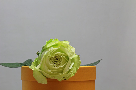 白玫瑰禮盒