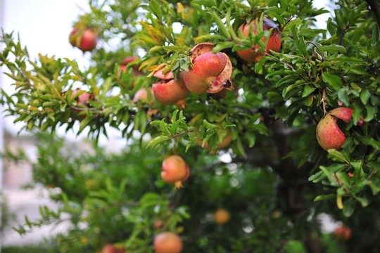 石榴  石榴樹  秋實(shí)