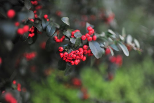 紅豆   火棘  常綠植物
