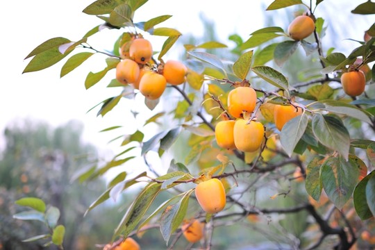柿子樹  柿子成熟