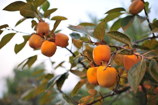 柿子樹  秋天  果樹