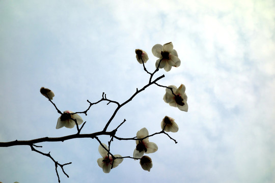玉蘭花