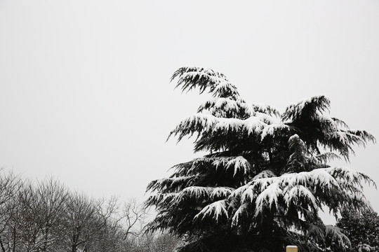 雪景