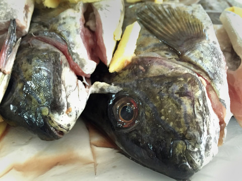 鮮魚頭