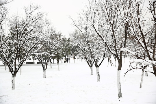 雪景