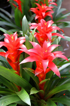 鴻運(yùn)當(dāng)頭 鳳梨 鳳梨花 植物
