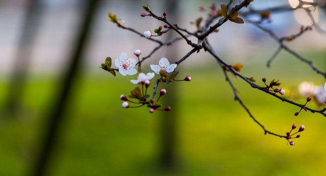 紅葉李