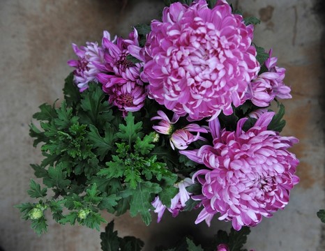 菊花 耐寒花卉 歲寒四友