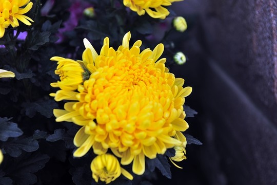 黃菊花 菊花 歲寒四友
