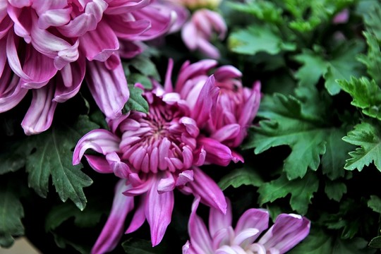 菊花 紫色菊花  高清菊花