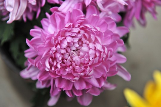 紫菊花 耐寒花卉