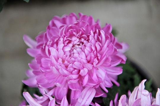 菊花  秋菊  花卉