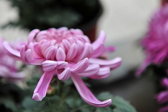 花卉 紫色花 紫菊花