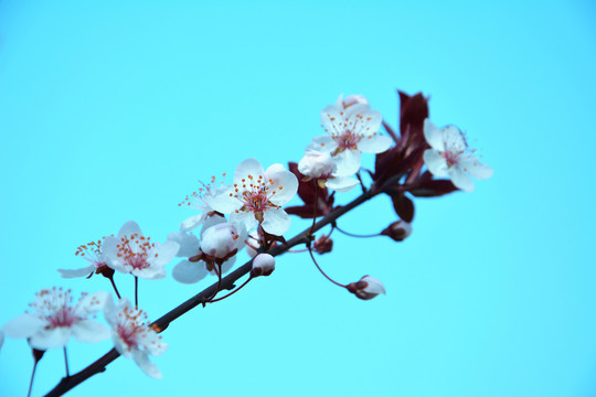 梨花壓枝