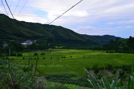 稻田美景