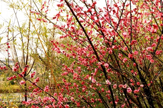 梅花