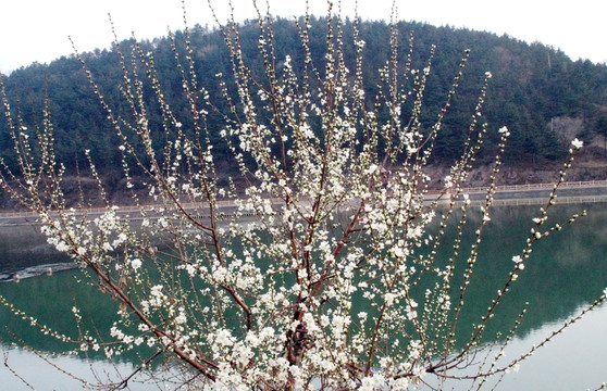 桃花