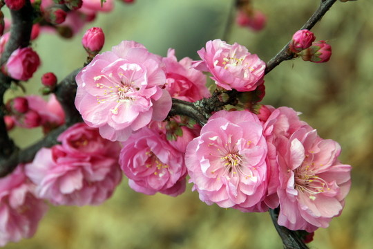 櫻花