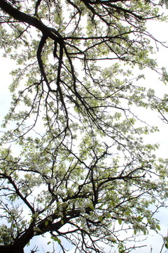 梨樹(shù)