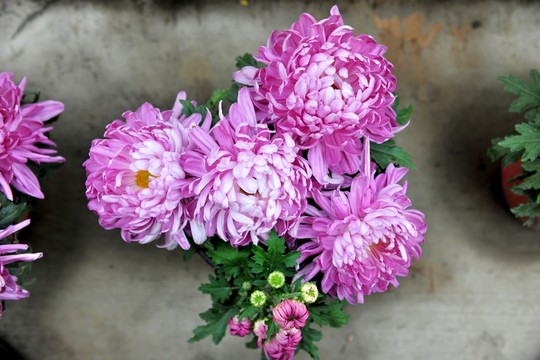 紫色花  菊花