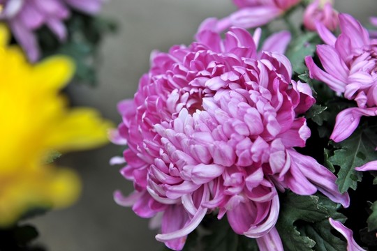 菊花 菊展 紫色菊花