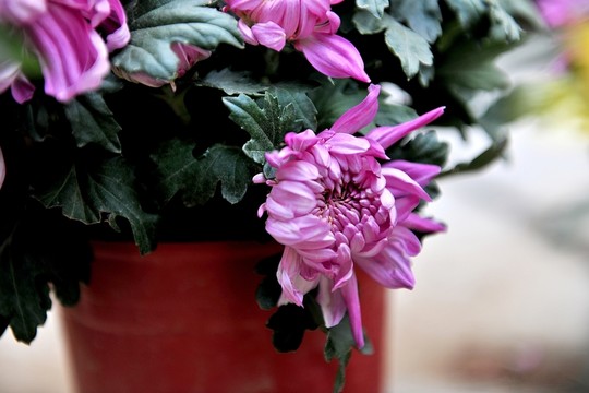 菊花 菊展 紫色菊花