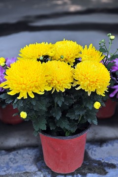 菊花盆景  高清菊花 高清花卉