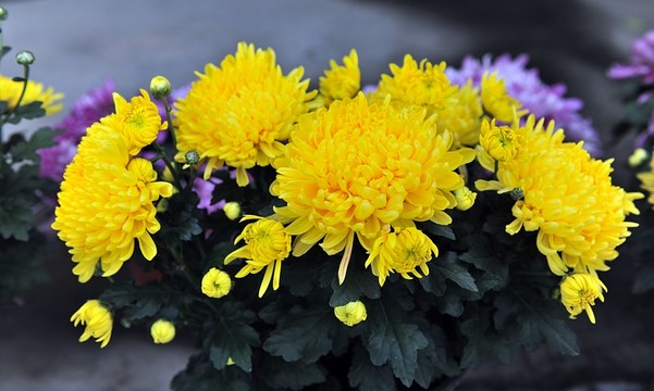 黃菊花 菊展 黃花 秋菊