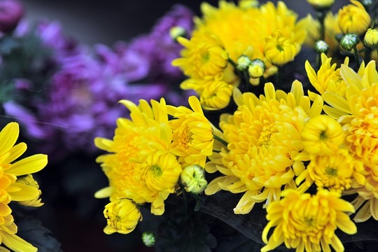 黃菊花 黃花  秋菊