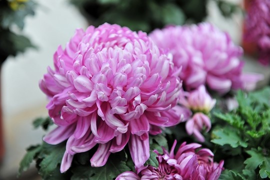 紫色花  菊花  紫色菊花