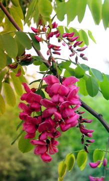 槐花