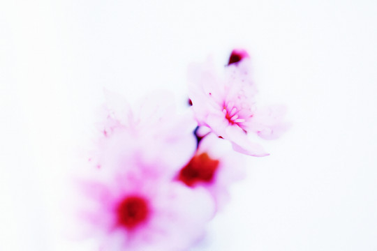 油畫梅花（未分層）