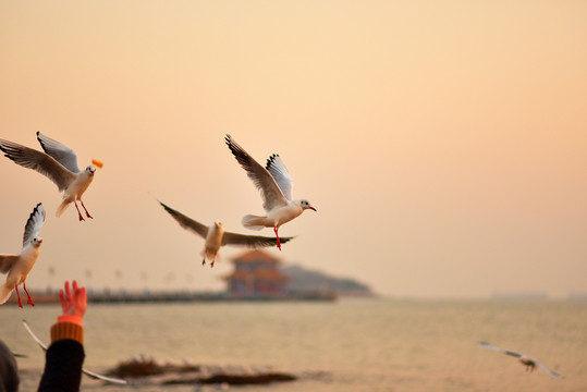 海鷗