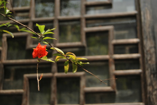 石榴花