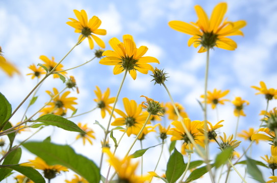 花