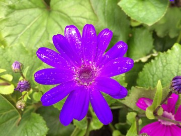 雨后的爪葉菊