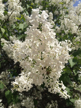 白色丁香花