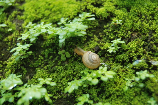 蝸牛