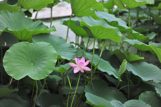 荷花