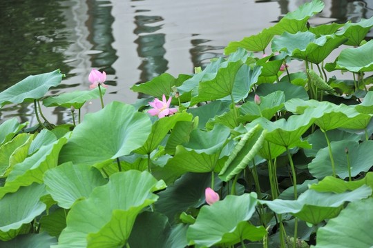 荷花池